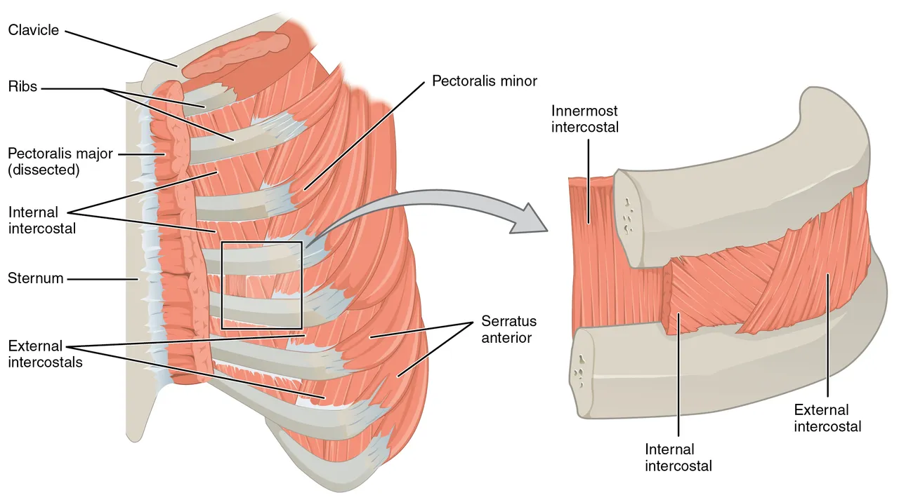 Göğüs duvarının kasları, kaburgaların arasında dış, iç ve en içteki kaburgalar arası kaslar, OpenStax Anatomy and Physiology