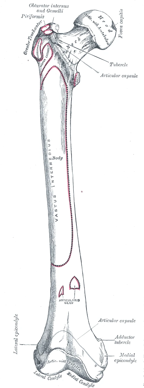 The right femur from the front, Gray's Anatomy, 1918, figure 244