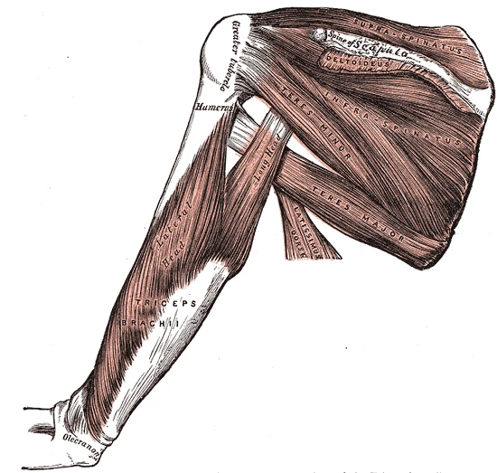 Kürek kemiğinin arka yüzündeki kaslar, rotator manşetin diken üstü, diken altı ve küçük yuvarlak kasları ile büyük yuvarlak kas ve üç başlı kol kası, Gray’s Anatomy, 1918, şekil 412
