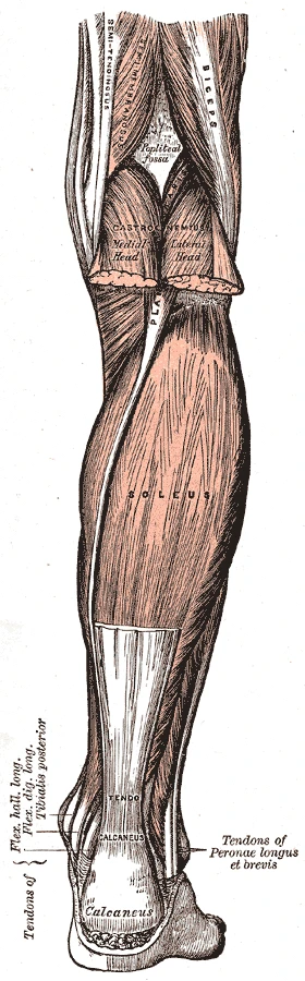 Bacağın arka yüzünün kasları, soleus görünsün diye kesilmiş gastroknemiusun iki başı ve topuk kemiğindeki tendo calcaneus, Gray’s Anatomy, 1918, şekil 438