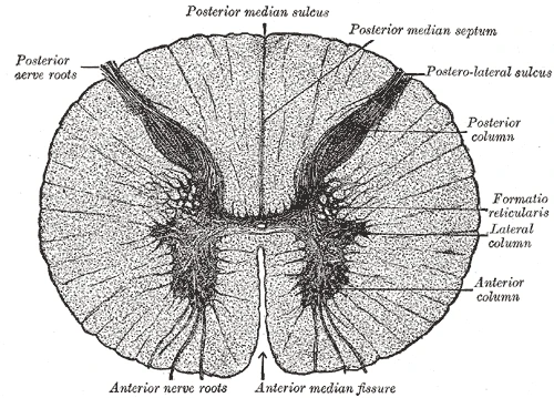 Cross-section of the spinal cord in the chest: a butterfly of grey matter inside the white, with the posterior and anterior nerve roots, Gray's Anatomy, 20th edition, 1918, figure 664