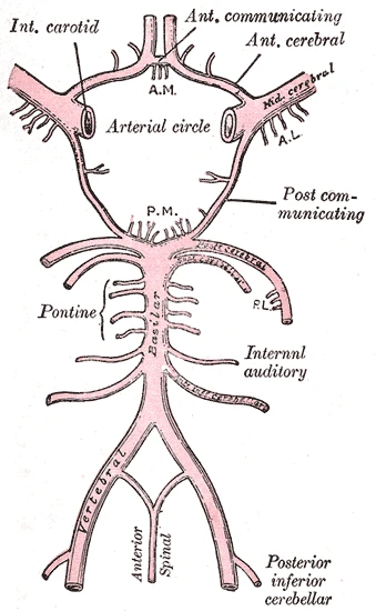 The arterial circle at the base of the brain, joining the two internal carotids and the basilar artery, Gray's Anatomy, 1918, figure 519