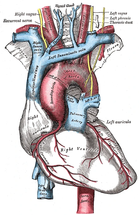 The arch of the aorta and its branches, Gray's Anatomy, 1918, figure 505