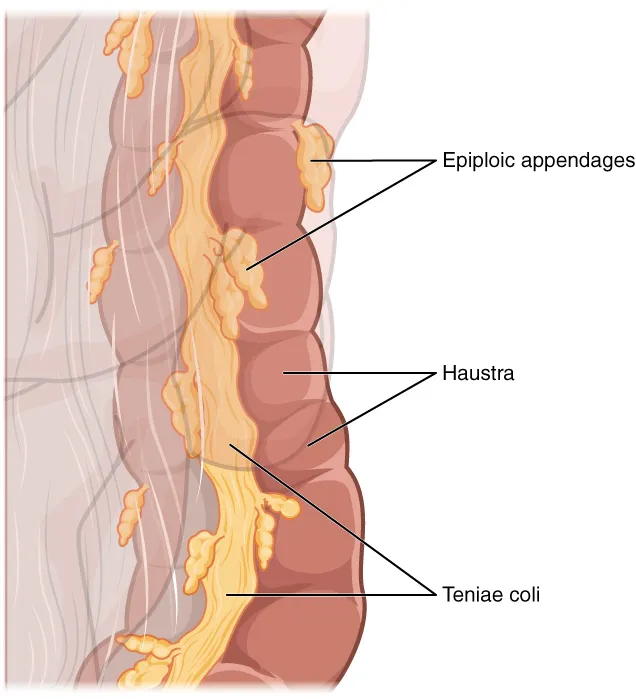 The wall of the colon: a taenia coli, the pouches called haustra and small bags of fat, OpenStax Anatomy and Physiology