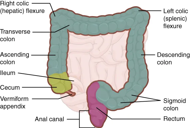 The parts of the large intestine from the cecum to the anal canal, OpenStax Anatomy and Physiology