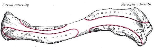 Yukarıdan sol köprücük kemiği, göğüs ucu solda, omuz ucu sağda, Gray’s Anatomy, 1918, şekil 200