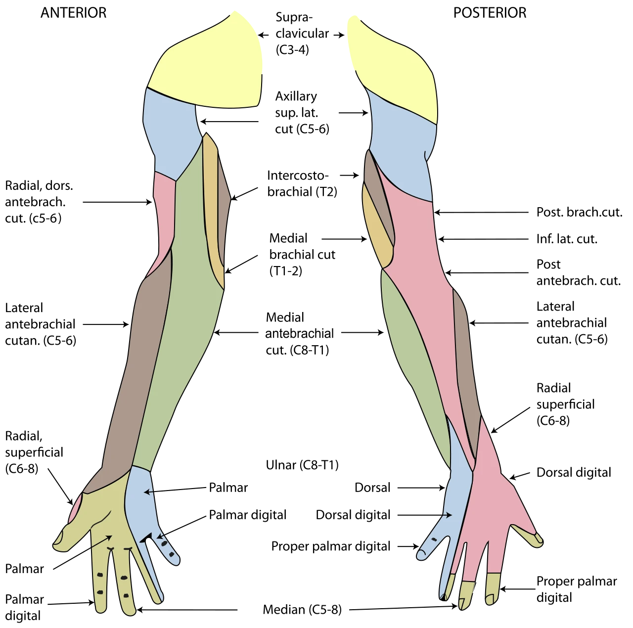 The skin of the right arm from the front and the back, coloured by the nerve that supplies each area, after Gray's Anatomy, 20th edition, 1918, figures 812 and 814