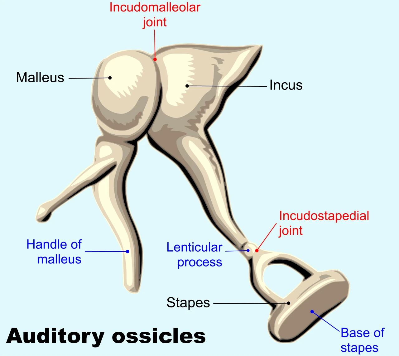 The three ossicles of the middle ear: the malleus, the incus and the stapes
