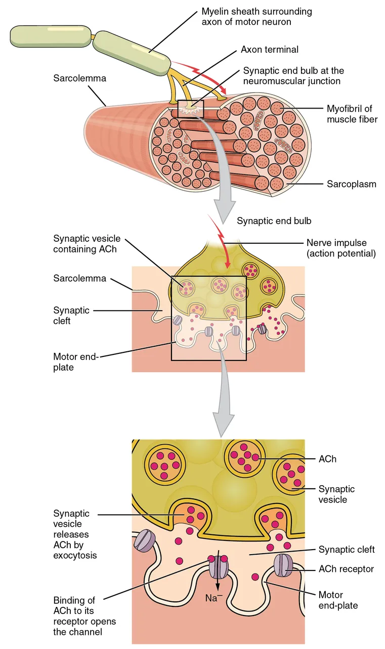 Bir kas lifinde sona eren motor akson, motor son plakta asetilkolinin reseptörlerine salındığını göstermek için büyütülmüş sinir-kas kavşağı, OpenStax Anatomy and Physiology