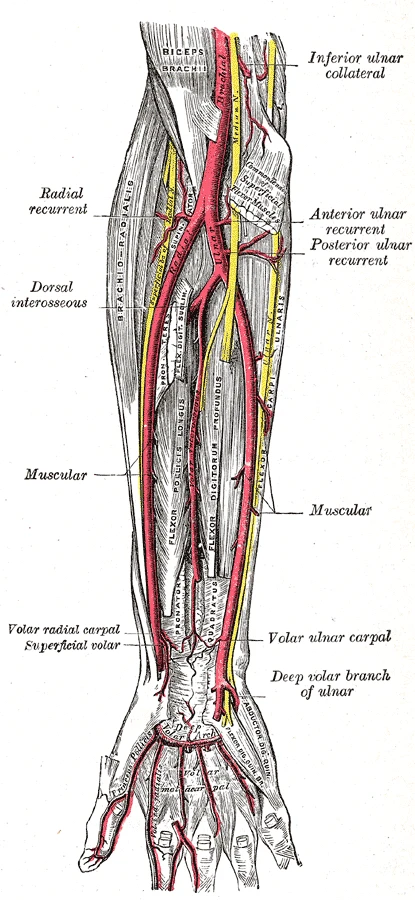 The front of the forearm, deep view: the brachial artery dividing below the elbow into the radial and ulnar arteries, Gray's Anatomy, 1918, figure 528