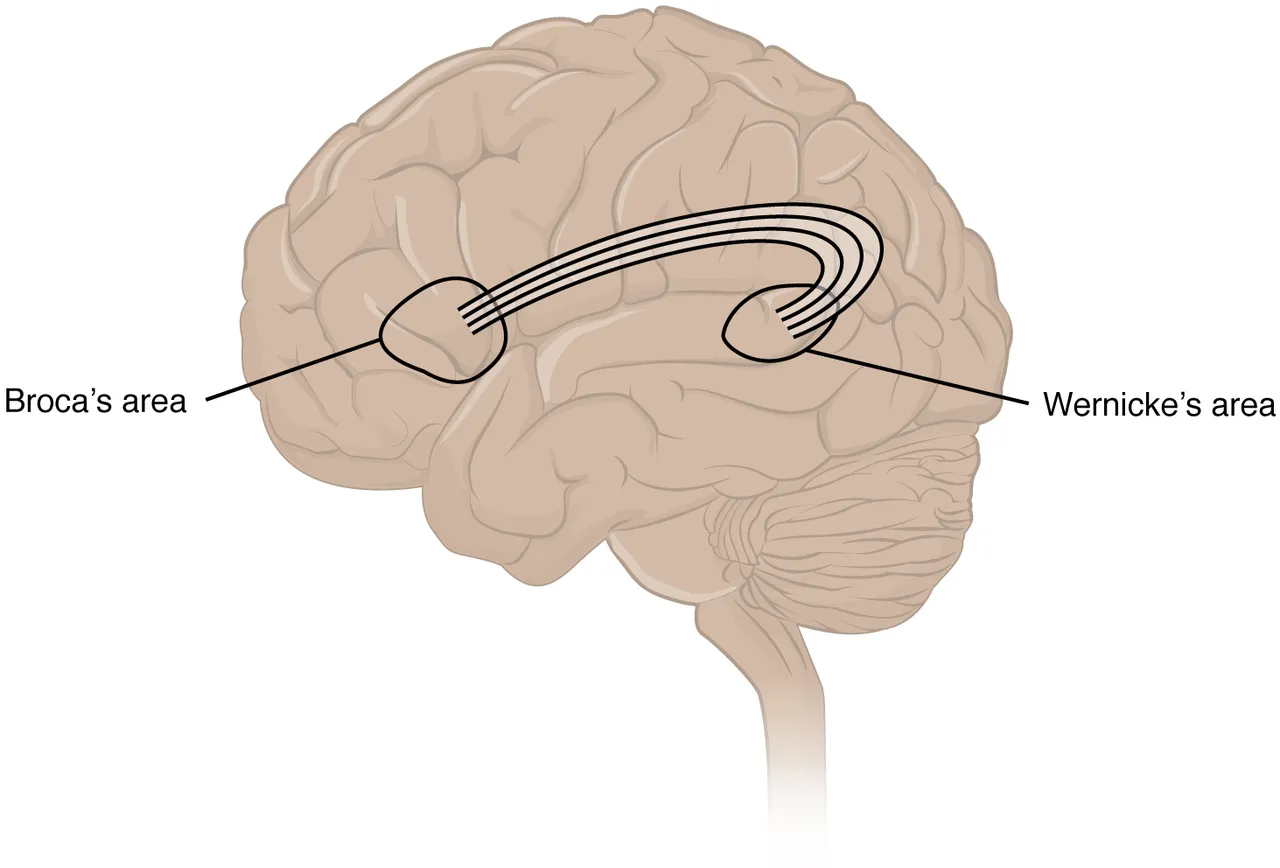 Broca's area in the frontal lobe and Wernicke's area in the temporal lobe, joined by the arcuate fasciculus