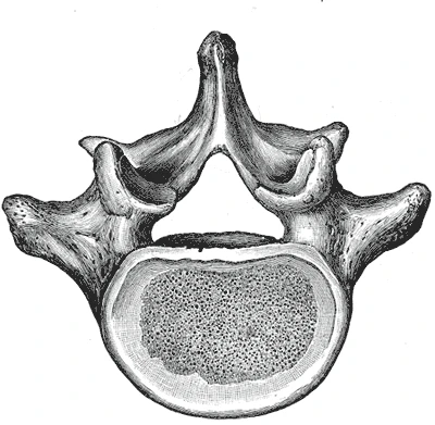 Yukarıdan bir bel omuru, önde gövde, arkada yay ve çıkıntıları, Gray’s Anatomy, 1918, şekil 94