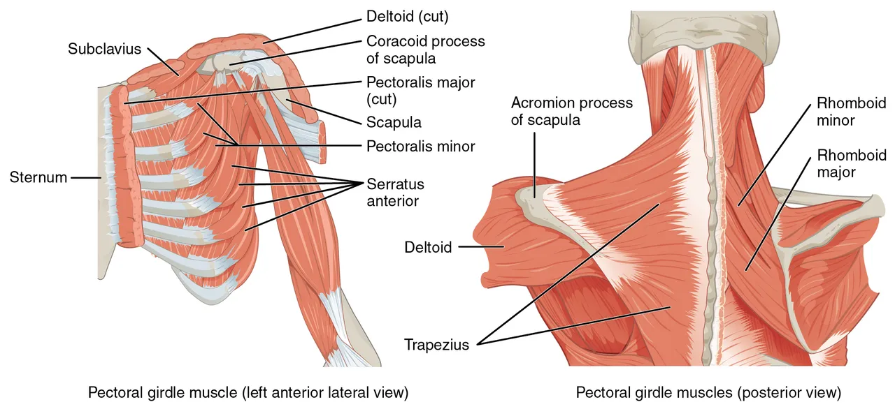 Kürek kemiğini tutan ve oynatan kaslar, önden küçük göğüs kası ve ön dişli kas, arkadan trapez ve rhomboid kaslar, OpenStax Anatomy and Physiology