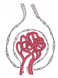 A glomerulus: a tuft of capillaries inside its capsule, with the vessel that brings the blood and the one that takes it away, Gray's Anatomy, 1918, figure 1130