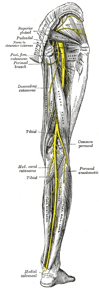 Nerves of the right leg from behind: the sciatic nerve leaves the pelvis below the piriformis and divides into the tibial and common peroneal, or fibular, nerves, Gray's Anatomy, 20th edition, 1918, figure 832