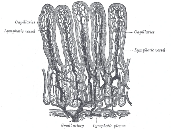 Villi of the small intestine with their blood capillaries and, in the middle of each, a lymph vessel, Gray's Anatomy, 1918, figure 1061