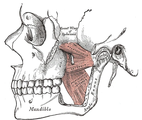 Alt çenenin dalının iç yanındaki dış ve iç pterigoid kaslar, dalın bir kısmı kaldırılmış, Gray’s Anatomy, 1918, şekil 383
