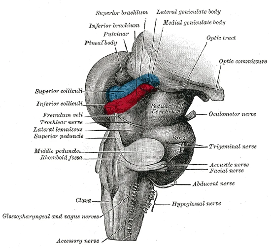 The midbrain, pons and medulla from behind and the side, with the cranial nerves leaving them, Gray's Anatomy, 20th edition, 1918, figure 719