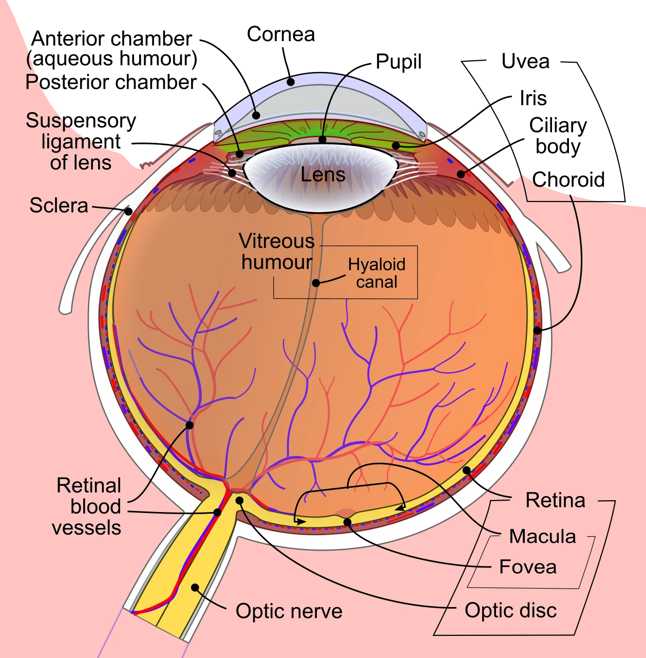 Horizontal section through the eye, with the cornea, iris, lens, retina and optic nerve