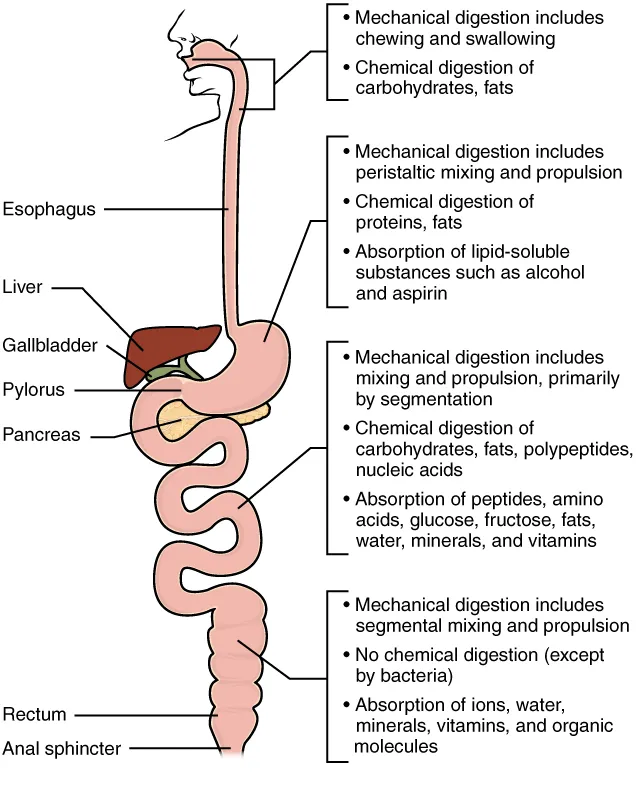 What each part of the tract does: mechanical digestion, chemical digestion and absorption, OpenStax Anatomy and Physiology