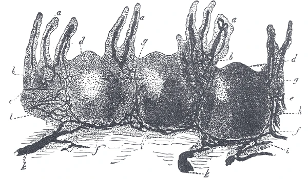 A Peyer's patch in section: villi above, round lymph nodules below, and the lymph vessels injected around them, Gray's Anatomy, 1918, figure 1063