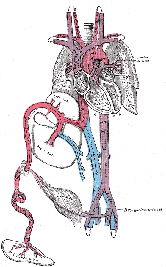 The circulation before birth: the umbilical vein from the placenta, the ductus venosus through the liver, and the ductus arteriosus between the pulmonary artery and the aorta, Gray's Anatomy, 1918, figure 502