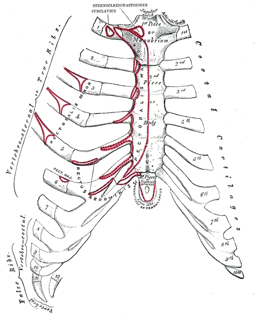 Önden göğüs kemiği ve kaburga kıkırdakları, kasların tutunma yerleri kırmızı, Gray’s Anatomy, 1918, şekil 115