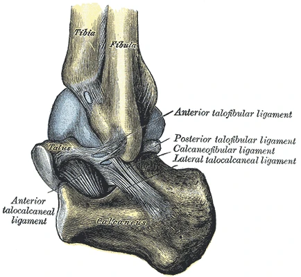 The left ankle from the outer side, with the anterior and posterior talofibular ligaments and the calcaneofibular ligament, Gray's Anatomy, 1918, figure 356