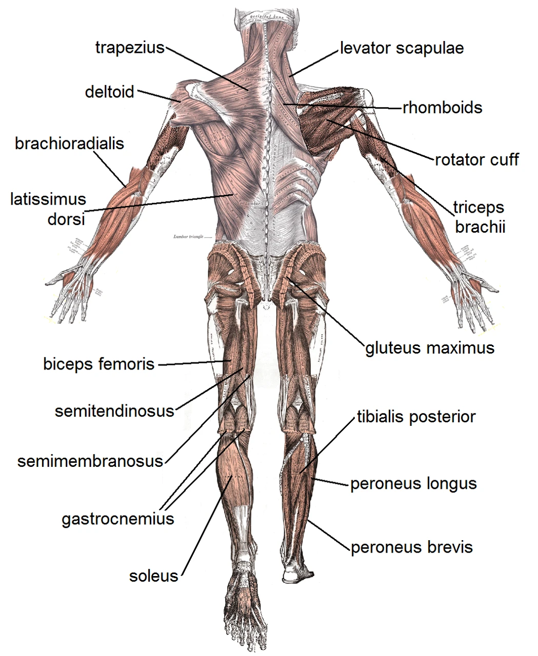 Bedenin arka yüzünün başlıca kasları, Gray’s Anatomy levhalarından yapılmış bir derleme üzerinde adlarıyla
