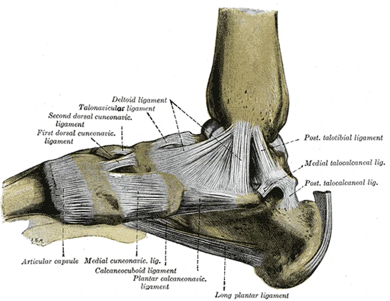 Ayağın iç yanındaki bağlar, yay bağı ve uzun taban bağıyla, Gray’s Anatomy, 1918, şekil 354