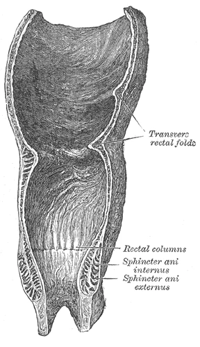 The rectum and anal canal cut lengthwise, with the internal and external sphincters, Gray's Anatomy, 1918, figure 1078