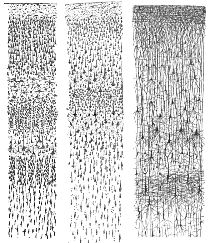 Three drawings of the human cerebral cortex by Santiago Ramón y Cajal, 1899: visual and motor cortex stained for cell bodies, and an infant's cortex stained with Golgi's method