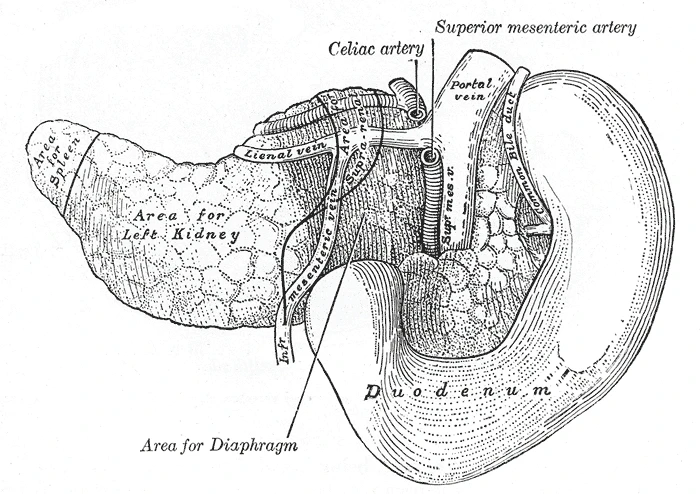 The pancreas and duodenum from behind, the tail of the pancreas reaching the spleen, Gray's Anatomy, 1918, figure 1099