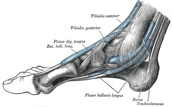 Bileğin iç yanından kılıfları içinde geçen kirişler, çapraz bağın altında tibialis anterior, arkada tendo calcaneus, Gray’s Anatomy, 1918, şekil 442