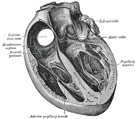 The heart opened: the chambers and valves, Gray's Anatomy, 1918, figure 498