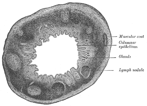 The appendix cut across, with lymph nodules in its wall, Gray's Anatomy, 1918, figure 1074