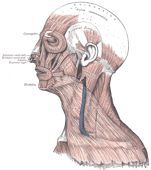 Yandan baş, yüz ve boyun kasları, aralarında alın kası, göz ve ağız çevresi halka kasları, elmacık kası, masseter ve platisma, Gray’s Anatomy, 1918, şekil 378