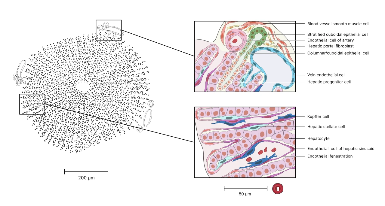 A liver lobule: plates of liver cells round a central vein, with portal tracts at its edge