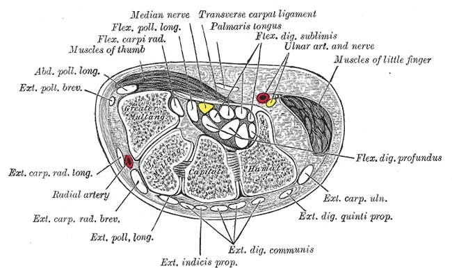 Bilekten geçen bir kesit, enine karpal bağın altında karpal tünelden geçen bükücü kirişler ve median sinir, Gray’s Anatomy, 1918, şekil 422
