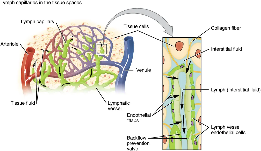 A lymph capillary in the tissue spaces and, enlarged, its wall: overlapping endothelial flaps let tissue fluid in and close against backflow, and collagen fibres anchor the wall, OpenStax, Anatomy and Physiology