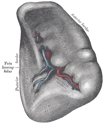 The spleen and its vessels, Gray's Anatomy, 1918, figure 1188