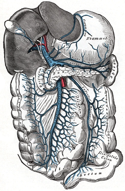 The portal vein and the veins that feed it from the stomach, intestines, pancreas and spleen, Gray's Anatomy, 1918, figure 591