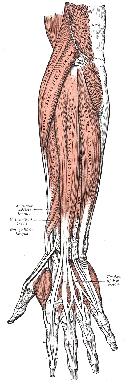 Önkolun arka yüzünün yüzeyel kasları, kirişleri ele uzanan bilek ve parmak açıcıları, Gray’s Anatomy, 1918, şekil 418