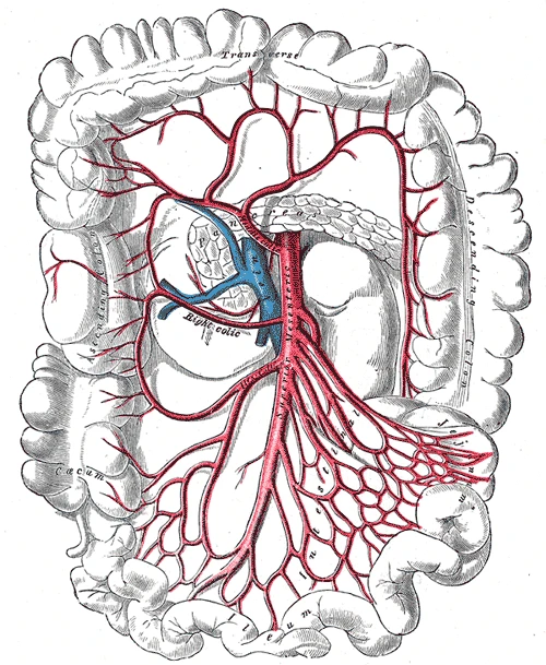 The superior mesenteric artery and the arches it forms in the mesentery, Gray's Anatomy, 1918, figure 534