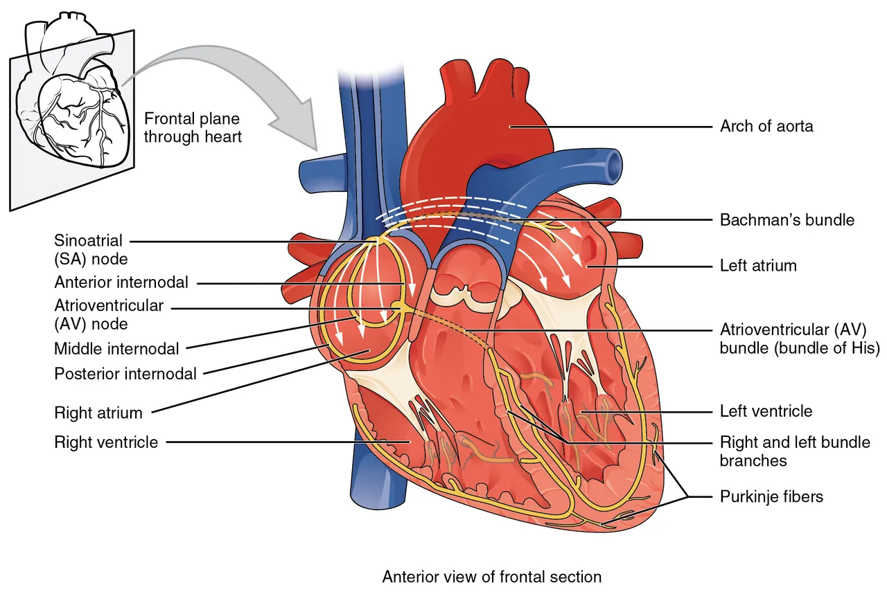 The conducting system of the heart: the sinoatrial node in the wall of the right atrium, the atrioventricular node and bundle, and the fibres that spread through the ventricle walls, OpenStax Anatomy and Physiology