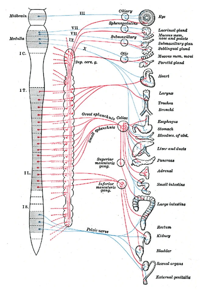 Plan of the sympathetic (red) and parasympathetic (blue) outflow from the brainstem and cord to the organs, Gray's Anatomy, 20th edition, 1918, figure 839