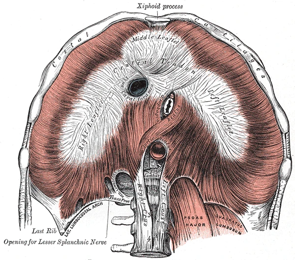 Alttan diyafram, ortadaki kirişin çevresine dizilmiş kası ile alt ana toplardamar, yemek borusu ve aort için açıklıklar, Gray’s Anatomy, 1918, şekil 391