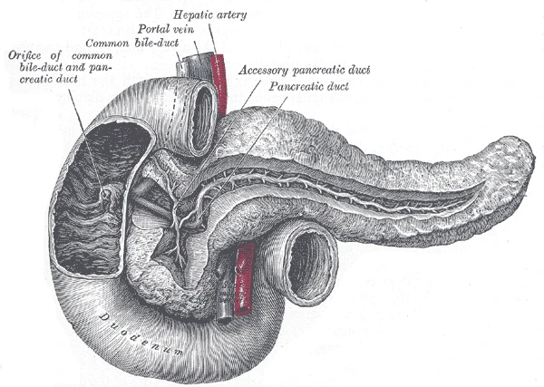 The duodenum opened to show the shared opening of the bile duct and the pancreatic duct, Gray's Anatomy, 1918, figure 1100