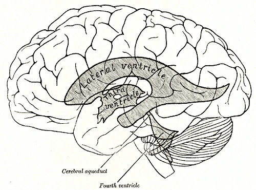 The ventricles drawn into the side of the brain: lateral ventricle, third ventricle, cerebral aqueduct and fourth ventricle, Gray's Anatomy, 20th edition, 1918, figure 734