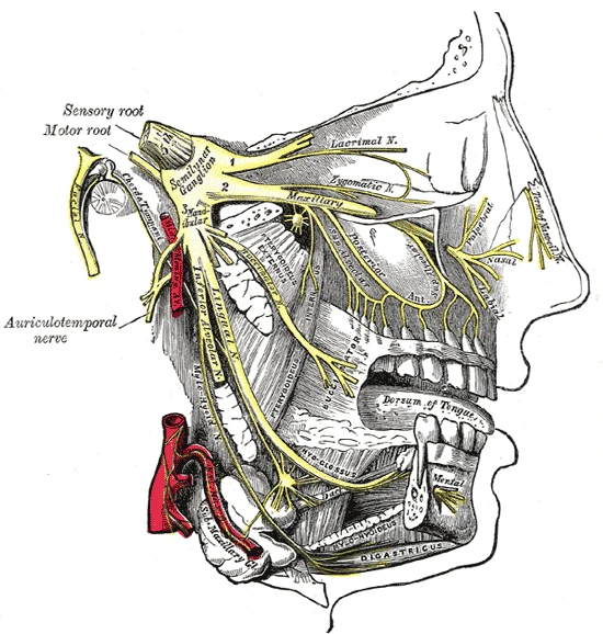 The trigeminal nerve: from the semilunar ganglion the maxillary and mandibular divisions spread to the cheek, teeth, jaw and tongue, Gray's Anatomy, 20th edition, 1918, figure 778